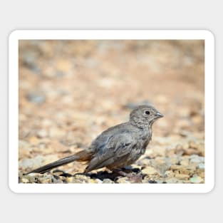 Canyon Towhee Foraging by Debra Martz Sticker